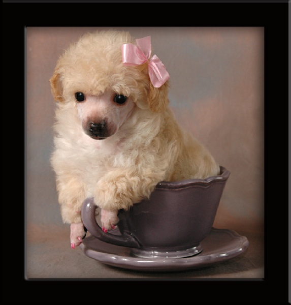 tiny teacup poodle